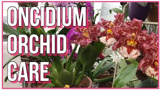 How To Care For Oncidium Orchids Orchid Care For Beginners [upl. by Euginomod]