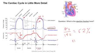 The Cardiac Cycle [upl. by Cutcliffe]