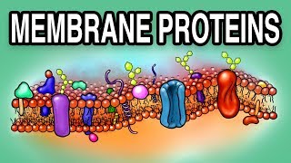 MEMBRANE PROTEINS  Types and Functions [upl. by Odrareve452]