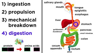 The Digestive System [upl. by Ahsinot287]