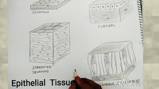 how to draw epithelial tissues [upl. by Irallih912]