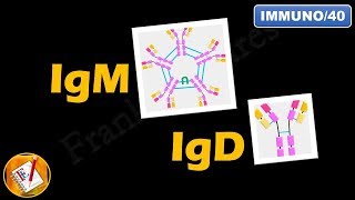 IgM IgD  Structure Properties and Functions FLImmuno40 [upl. by Ahsea]