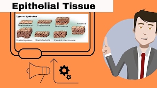 Epithelial Tissue for beginners [upl. by Silbahc984]