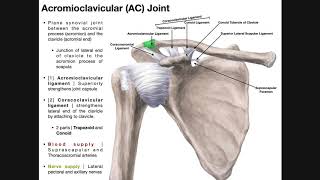 The Sacroiliac Joint Part 1  Major Ligaments amp Structures [upl. by Moor]