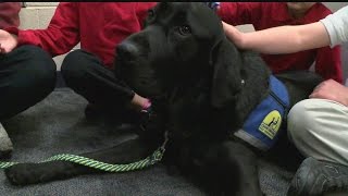 Classroom dog is helping special needs children at Campbell Elementary [upl. by Aryaz]