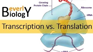 Transcription vs Translation [upl. by Illil892]