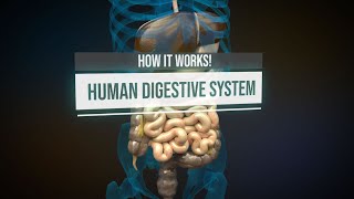 Human digestive system  How it works Animation [upl. by Turpin299]