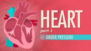 The Heart Part 1  Under Pressure Crash Course Anatomy amp Physiology 25 [upl. by Rrats]