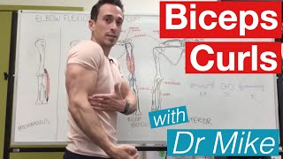 Biceps Curl  Contraction and Extension [upl. by Euqilegna]