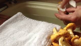 How to Clean Chanterelle Mushrooms [upl. by Argyle]