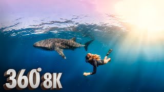 8K 360° Underwater VR Experience Swimming with Whale Sharks [upl. by Bernadette634]