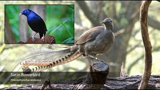 The Superb Lyrebird  Song Breakdown [upl. by Anirehs]