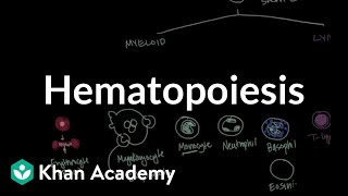 Hematopoiesis  Hematologic System Diseases  NCLEXRN  Khan Academy [upl. by Edobalo762]