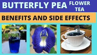 Butterfly Pea Flower Tea  Blue Ternate  Clitoria Ternatea  Benefits and side effects [upl. by Falzetta]