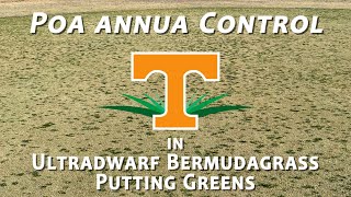 Poa annua Control in Ultradwarf Bermudagrass Putting Greens [upl. by Slater216]