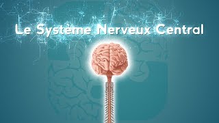 Neurolexique 2  Le Système Nerveux Central [upl. by Ornstead389]