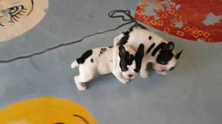 cachorros bulldog francés jugando [upl. by Dewie586]