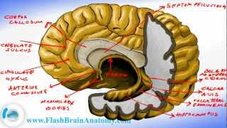 Brain Anatomy  Brain Fornix and Ventricle Anatomy [upl. by Wilburt]