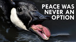 Geese Peace Was Never an Option [upl. by Nebe237]