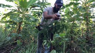 PIGEON PEA thinning out and prunning  PINEAPPLE agroforestry l [upl. by Aibun397]