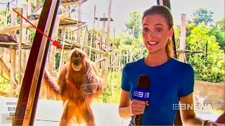 Funniest Animals News Bloopers Of All Time [upl. by Gaut]