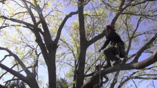 Large Tree Pruning [upl. by Maleen]