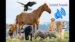 Animal Sounds for Kids More than 40 Amazing the Animals Song [upl. by Ardnasella]