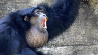 Siamangs Howling FYV [upl. by Gwennie]