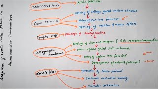 Easy Flowchart Of Neuromuscular TransmissionPhysiology [upl. by Florina]