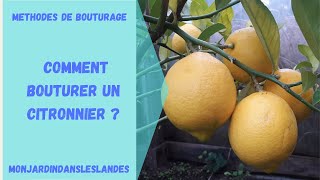 Comment bouturer un citronnier   Monjardindansleslandes [upl. by Anailil927]