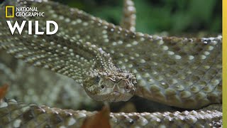 The Cascabel Rattlesnake  Worlds Deadliest Snakes [upl. by Annaliese]