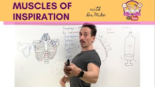 Muscles of Breathing  InspirationInhalation [upl. by Dnomzed]