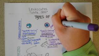 White Blood Cells  Granulocytes amp Lymphocytes  Part 1 [upl. by Sheley398]