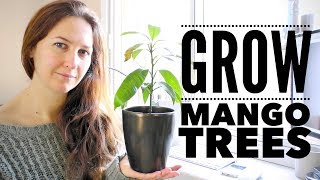 Mango Tree The Ultimate Guide to Growing Mangoes from Seed [upl. by Grail]