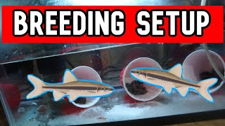 How to Breed Crappie Minnows STEP BY STEP [upl. by Bumgardner]