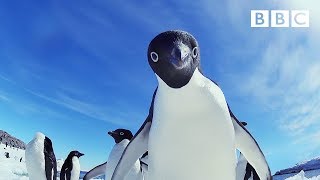 Cheeky penguins wreak havoc  Snow Chick A Penguins Tale  BBC [upl. by Naux423]