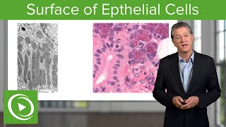 Epithelial Cells Surface amp Infoldings – Histology  Lecturio [upl. by Asimaj]