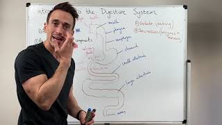 Overview of the Digestive System [upl. by Anoynek571]