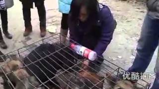 Chinese cruel to kill the dog slaughterhouses [upl. by Adrial850]