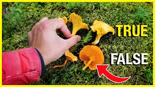 Chanterelle vs False Chanterelle [upl. by Trillby76]