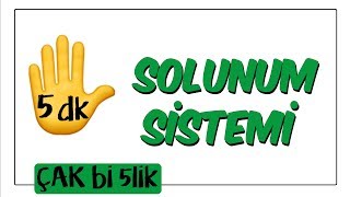 5 dkda Solunum Sistemi  Çak Bi 5lik [upl. by Jone]