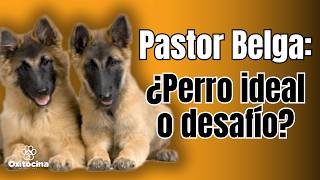 ¿Es el Pastor Belga Malinois adecuado para ti Ventajas y desventajas [upl. by Anialeh]