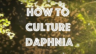 How To Culture Daphnia Magna [upl. by Lannie]