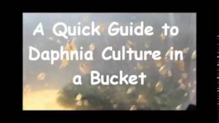 How to culture daphnia outside [upl. by Nilram906]