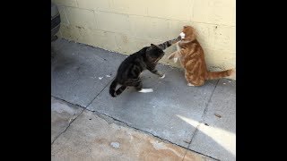 Cats Who Slap A compilation [upl. by Aehtrod]