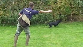 Gundog training Teaching directions [upl. by Laura]