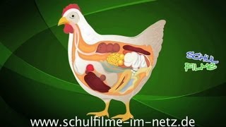 Das Huhn  Schulfilm Biologie [upl. by Nylidnam]