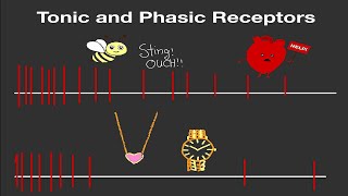 Physiology Tonic and Phasic Receptors Made Easy [upl. by Mellen465]