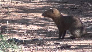 Slender mongoose kills black mamba  FULL VIDEO [upl. by Adnirod]