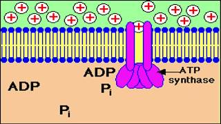 Fosforilación Oxidativa Generalidades e inhibidores [upl. by Gnouhc]